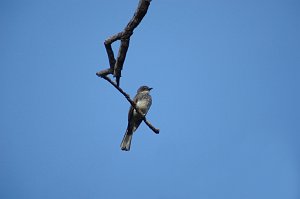 Flycatcher, Northern Fantail, 2007-12201311